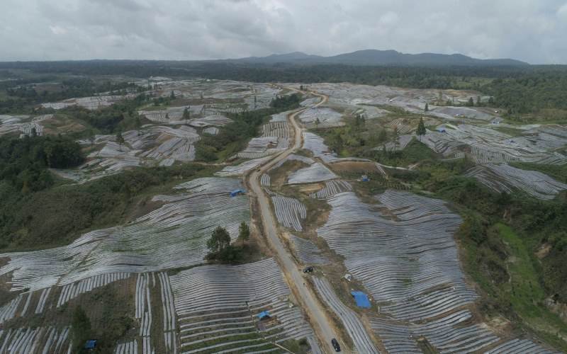 Lahan Bekas Perkebunan Sawit di Papua Disulap jadi “Food Estate”